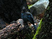 FAUNE 4 (5).JPG